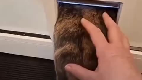 Cats prank