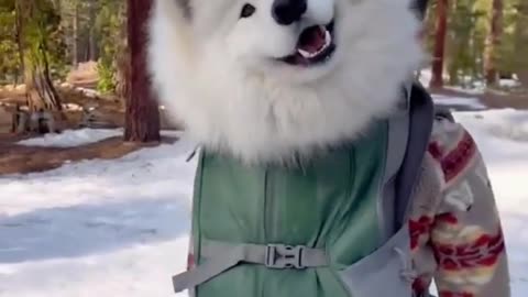 😂🐶 This Cotton Goofball Samoyed Will Make Your Day! | FunFM