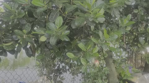 Jackfruit tree with leaves and fruits by my pond_002_Date 09.09.2025