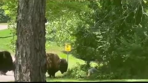 😱🦬 You Won't Believe How This Person Tried to Stop a Bison! | FunFM