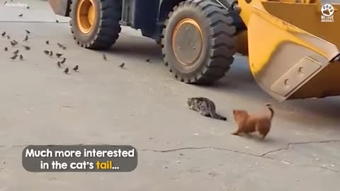 cat brings puppy hunting and immediately regrets it