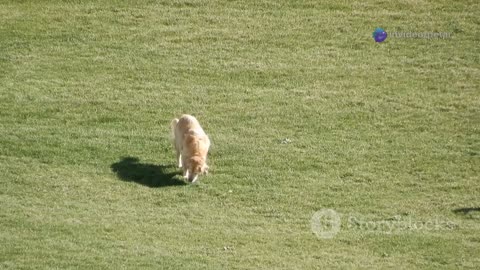 Cutie Dog and Cat Best Buddies! #dog #petfriendship