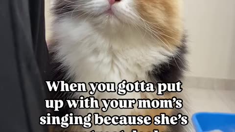 Poor Cats ears