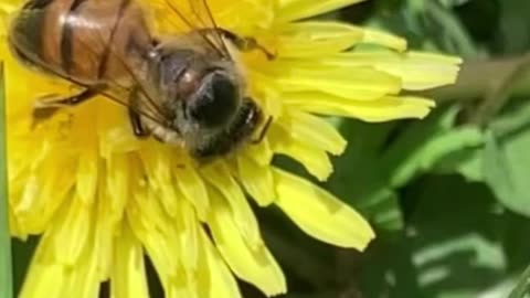 Spring in Texas 🐝