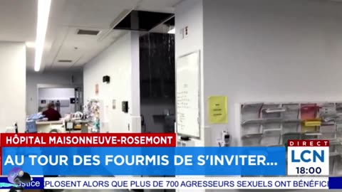 L’Hôpital Maisonneuve-Rosemont envahi par les écureuils, les oiseaux et les fourmis