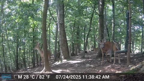 The Woods – 07/25/2025