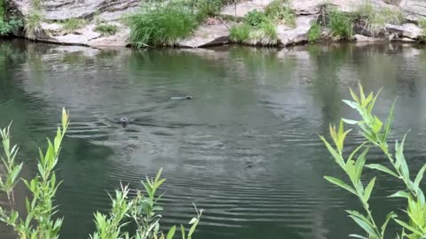 🤯🐾 You Won't Believe What We Saw Hiking – River Otters! | FunFM