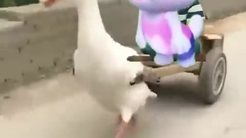 Talking cat comedy videos #talkingcat