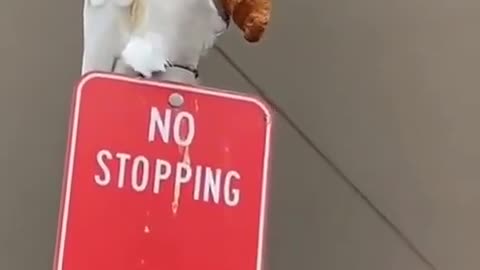 NO STOPPING 🍿🦜