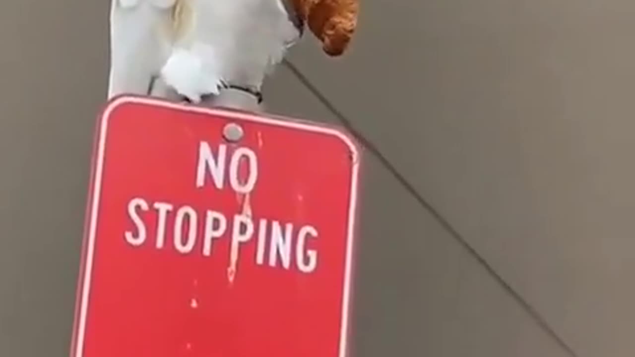 NO STOPPING 🍿🦜