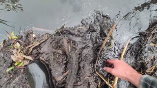 July 19, 2025 - Beaver Trapping With A Surprise Alberta Raccoon!!