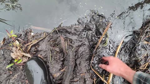 July 19, 2025 - Beaver Trapping With A Surprise Alberta Raccoon!!