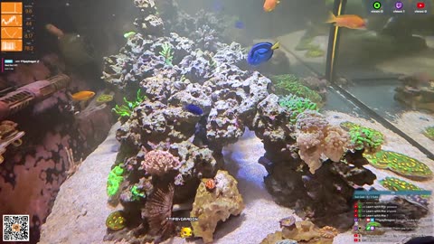 24/7 Real Live Reef Stream