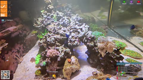 24/7 Real Live Reef Stream