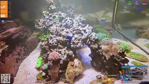24/7 Real Live Reef Stream