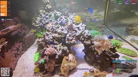 24/7 Real Live Reef Stream