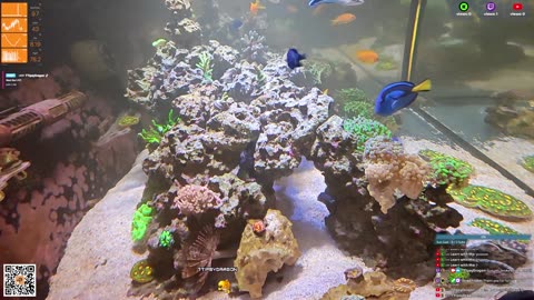 24/7 Real Live Reef Stream
