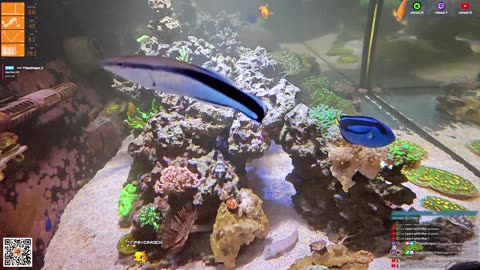 24/7 Real Live Reef Stream