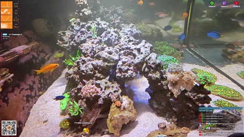 24/7 Real Live Reef Stream