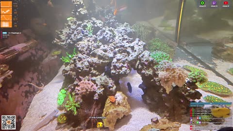 24/7 Real Live Reef Stream