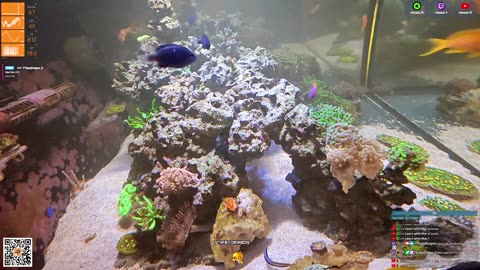 24/7 Real Live Reef Stream