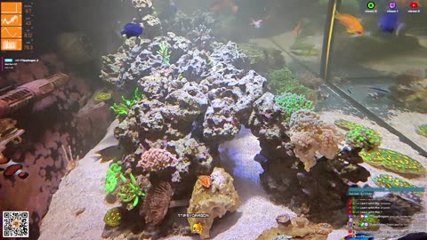 24/7 Real Live Reef Stream