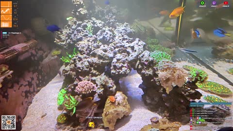 24/7 Real Live Reef Stream