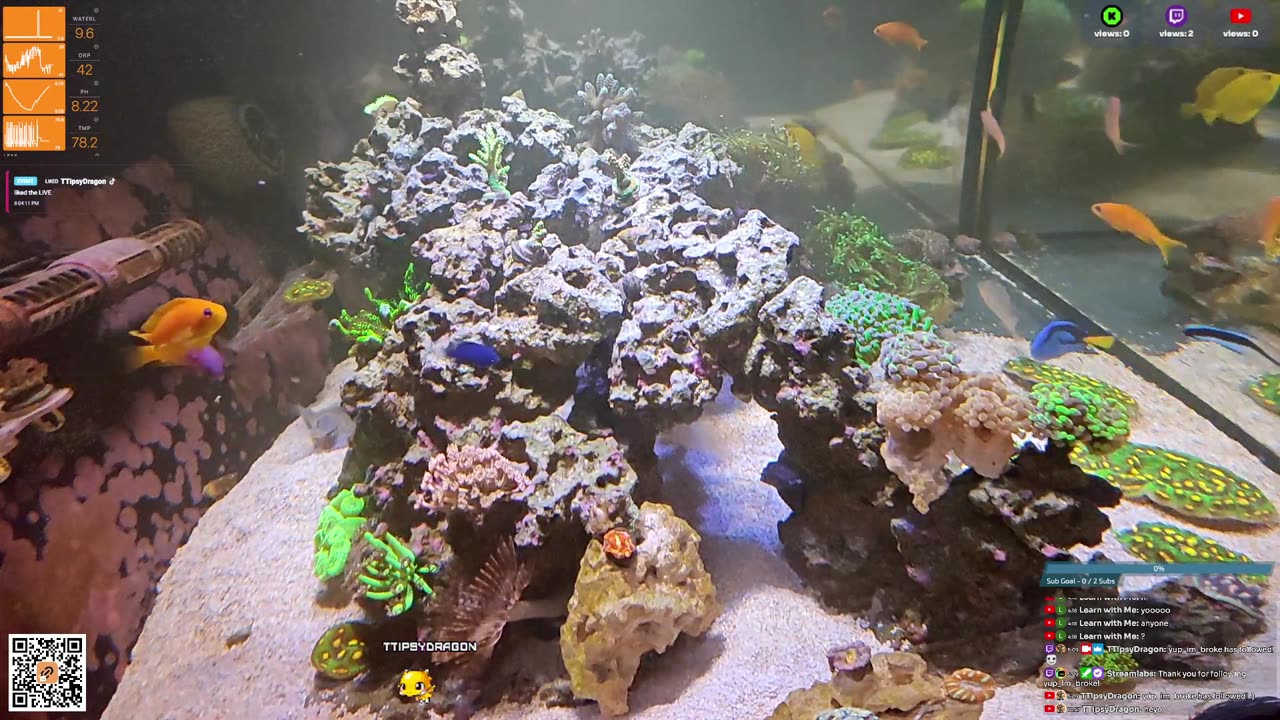 24/7 Real Live Reef Stream