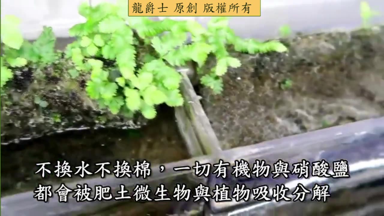 【龍爵士】簡易魚菜共生