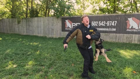 German Shepherd bite