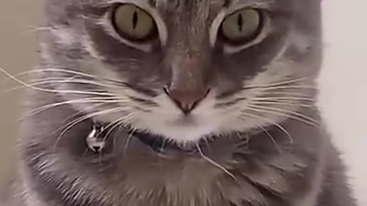 @gottaseevideos:How Cat Should Be Worship!!!