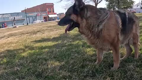💕Shepherd🐕‍🦺Love❤️