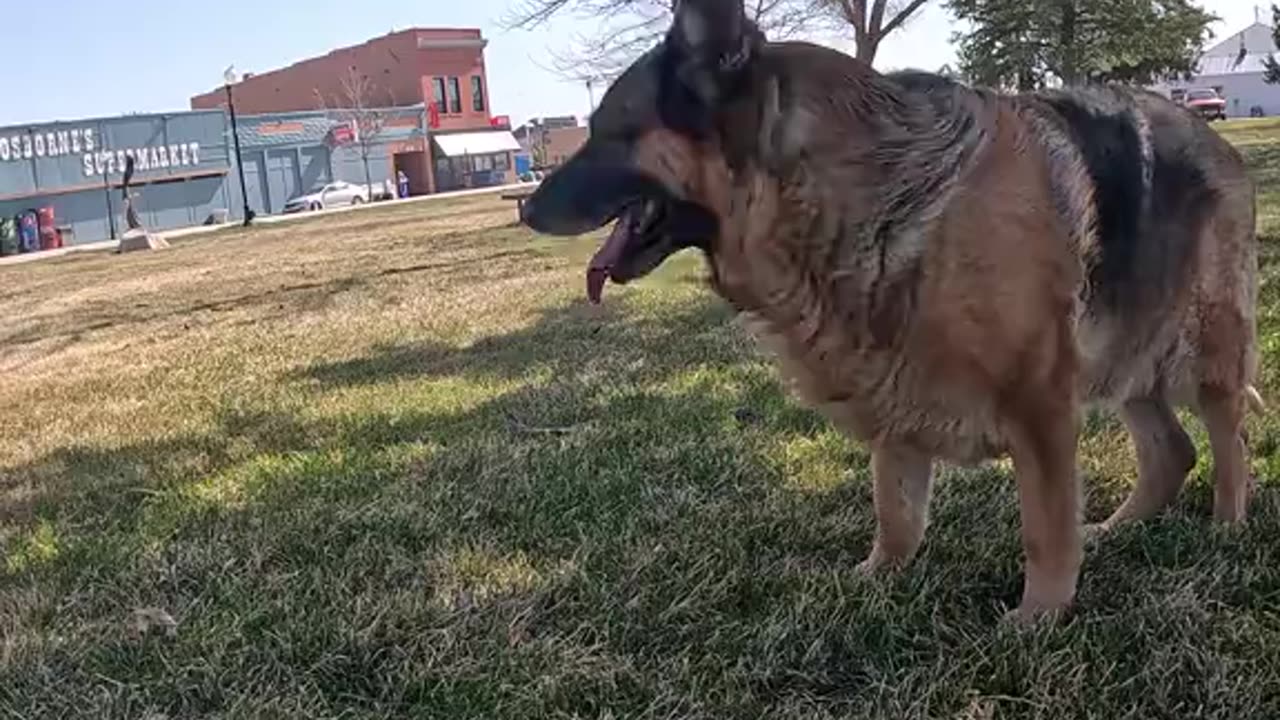 💕Shepherd🐕🦺Love❤️