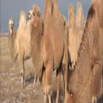 camel