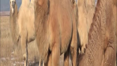 camel