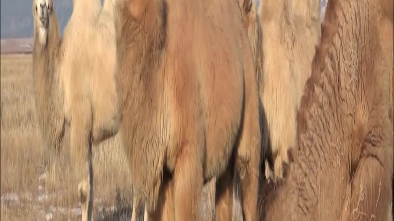 camel