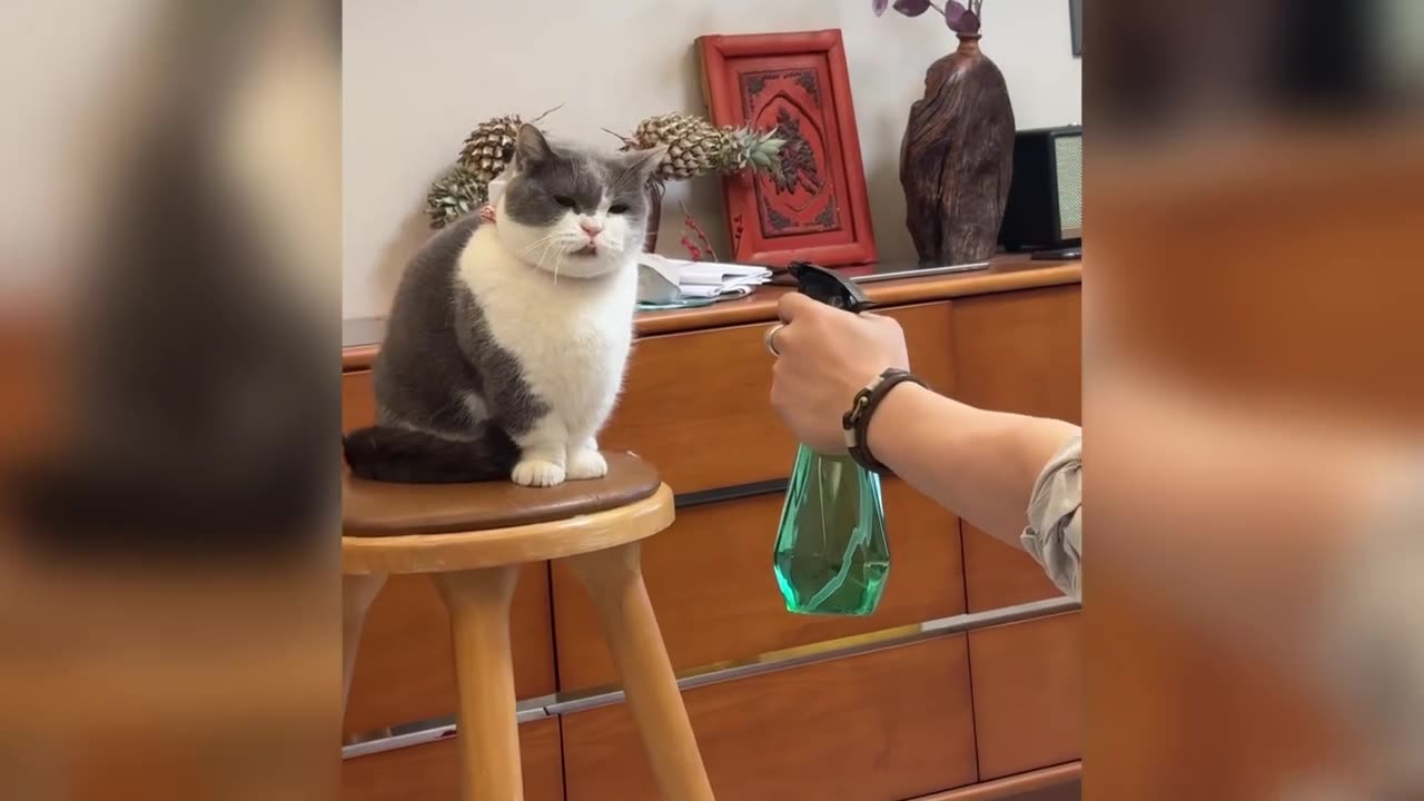 TRY NOT TO LAUGH 😆 Best Funny Videos Compilation 😂😁😆 Memes
