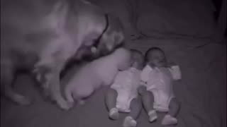 timeline cleanse doggo & babies