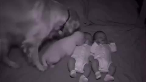 timeline cleanse doggo & babies 
