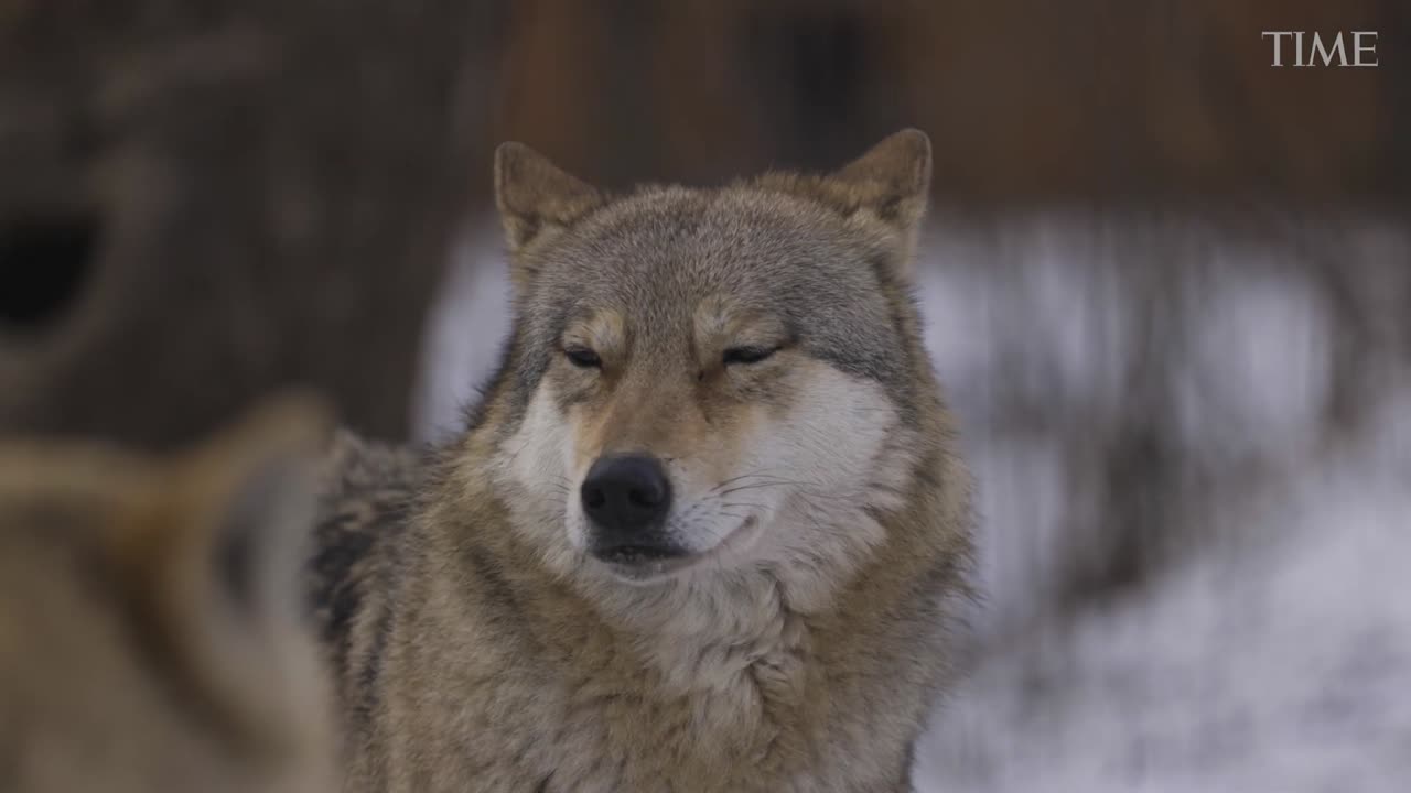 The Dire Wolf Is BACK: Colossal Biosciences Just Changed History 🐺🧬