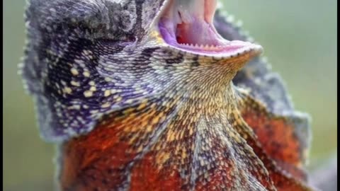 Frilled-Neck Lizard | Nature’s Dinosaur with a Colorful Frill 🦎🌿