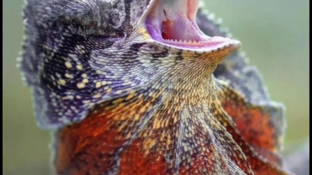 Frilled-Neck Lizard | Nature’s Dinosaur with a Colorful Frill 🦎🌿