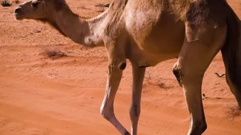 What’s Actually Inside A Camel's Hump