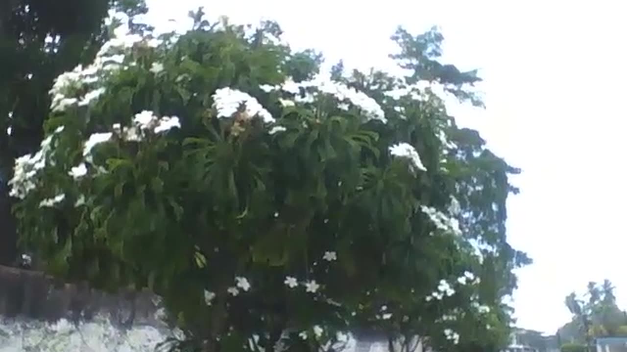 Several bushes with beautiful white flowers, filmed during the rain [Nature & Animals]