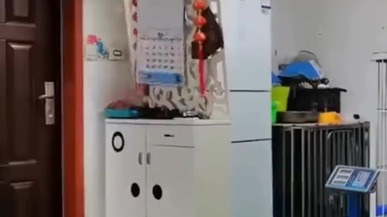 Let the Bodies hit the floor "Cat Style"