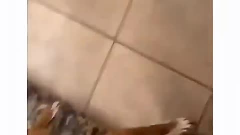 Dogs being idiots with "Mom" 9 #funnydog #funnypet #cutedog #dog #shorts #dogshorts #husky