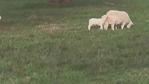 Woe Day 130. I am in the ark. Waiting for GOD to open the Door for a spring/summer Pentecost rapture