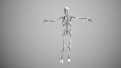 Skeleton, dance, bones