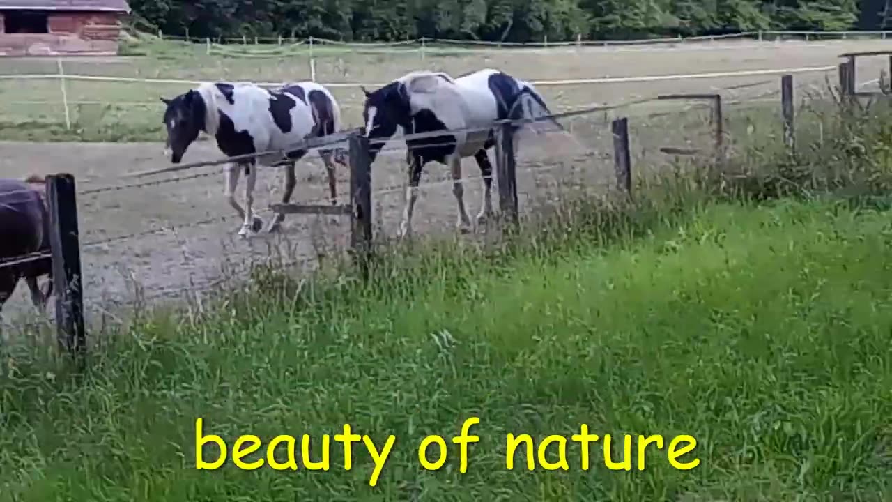 BEAUTIFUL HORSES in the meadow