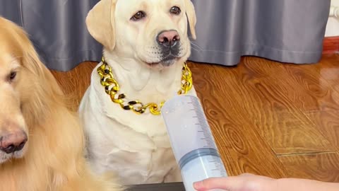 狗狗：坏了，冲我来的！！Dog: It's broken, it's coming at me! ！